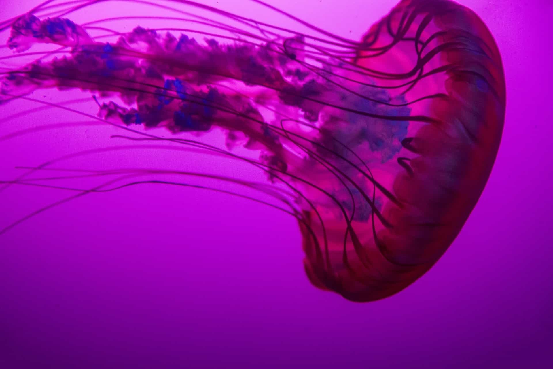 Recruiting for early stage companies