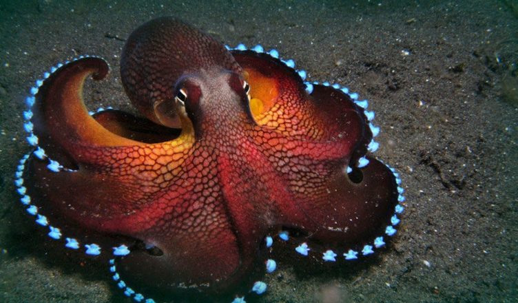 In the News: Octopus Ventures Talent Masterclass